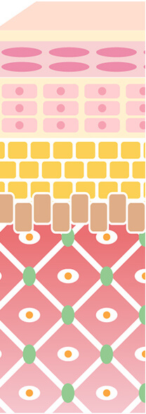 表皮と真皮の図